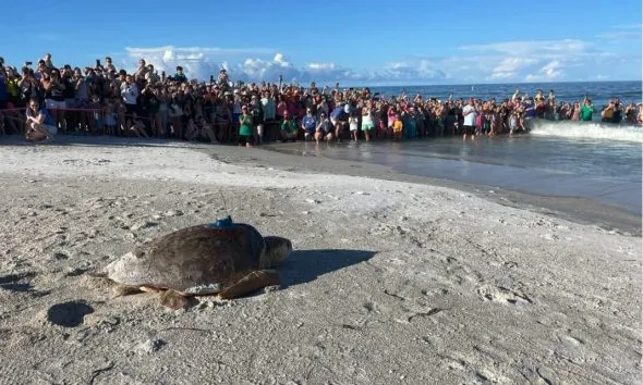 Things to do on Anna mariavsea turtle conservation: Henrietta Turtle Release