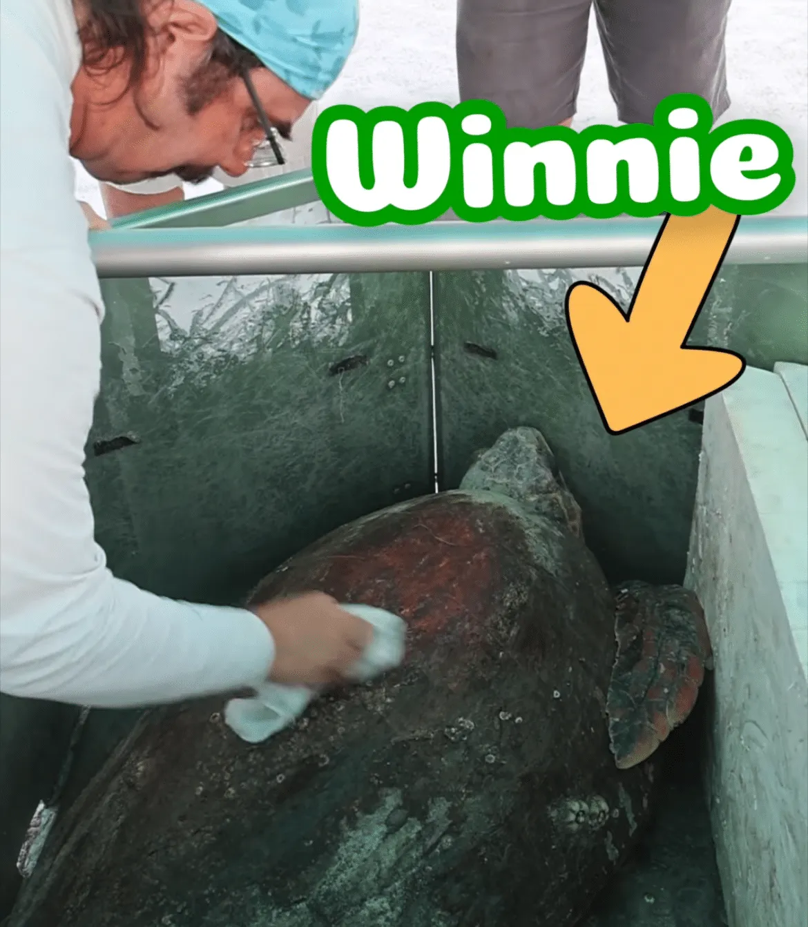 Vote For Your Favorite Sea Turtle Hurricane Hanks Sea turtle Winnie