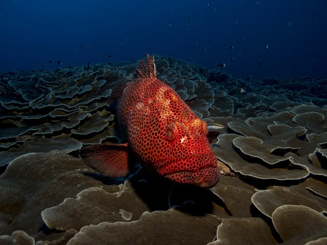 Grouper Sandwiches - fish
