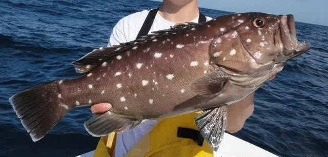 The Ultimate Grouper Lover’s Paradise on Anna Maria Island