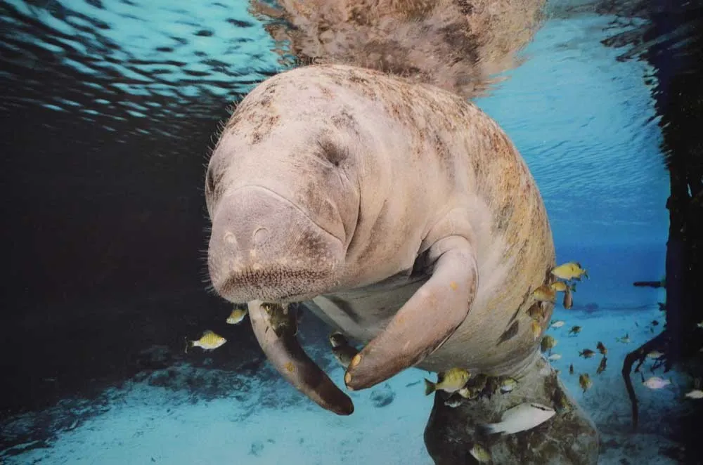 manatee swimming